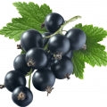 Black_Currant