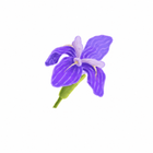 Orris