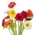Exotic_floral_notes