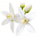Flor_de_Laranjeira