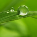  Green_Notes