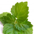 Indonesian_Patchouli