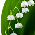 Lily-of-the-Valley.