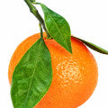 Mandarin_Orang