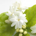 Moroccan_Jasmine