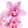 Orquidea