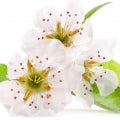 Pear_Blossom