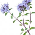  Thyme