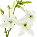 Tobacco_Blossom