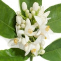 Tunisian_Neroli