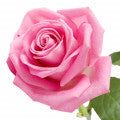 Turkish_Rose