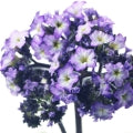 White_Heliotrope
