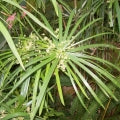 cypriol_oil_nagarmotha