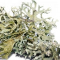 oak_moss
