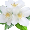  white_flowers